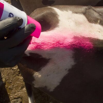 AEROPAK Animal Marking Liquid Coating Spray Paint 500ml Strong Adhesion Livestock Spray Paint Marker